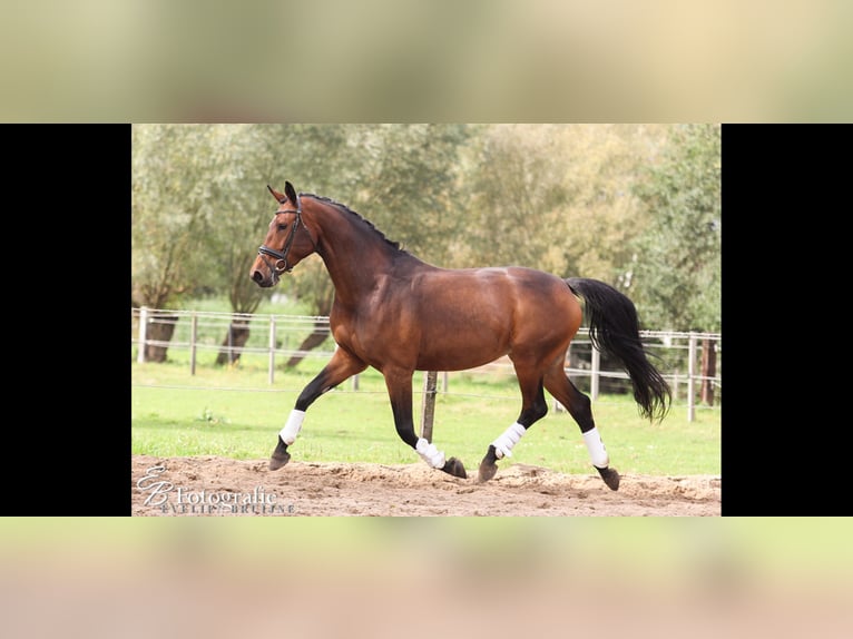 KWPN Mare 13 years 17 hh Brown in Ederveen