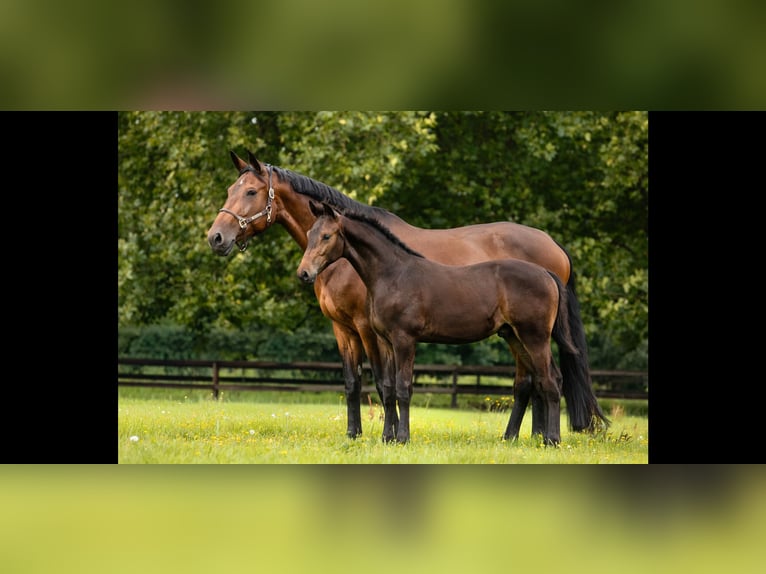 KWPN Mare 13 years 17 hh Brown in Ederveen