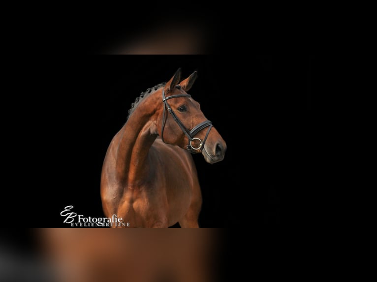 KWPN Mare 13 years 17 hh Brown in Ederveen