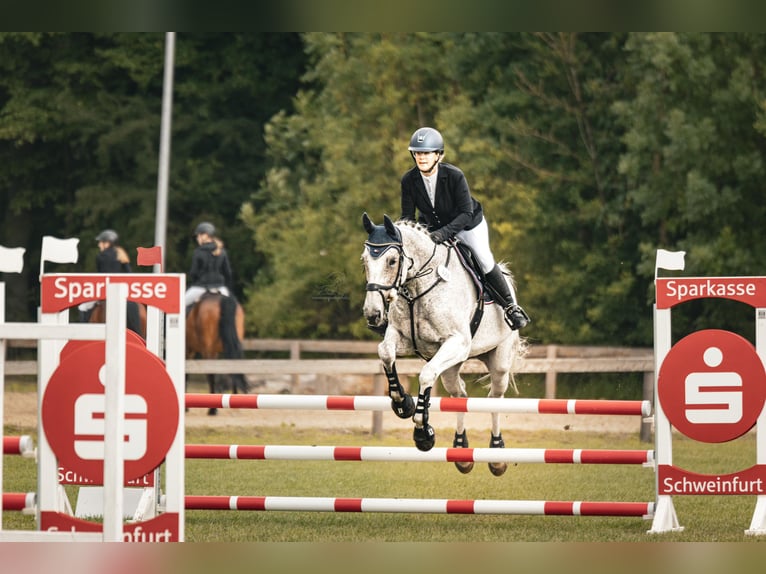 KWPN Mare 13 years 17 hh Grey in Großlangheim