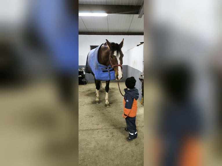KWPN Mare 13 years 17,1 hh Brown in Neumarkt in der Oberpfalz