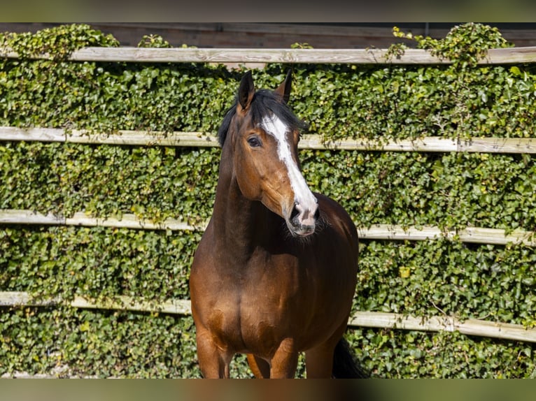 KWPN Mare 13 years 17,1 hh Brown in Waddinxveen