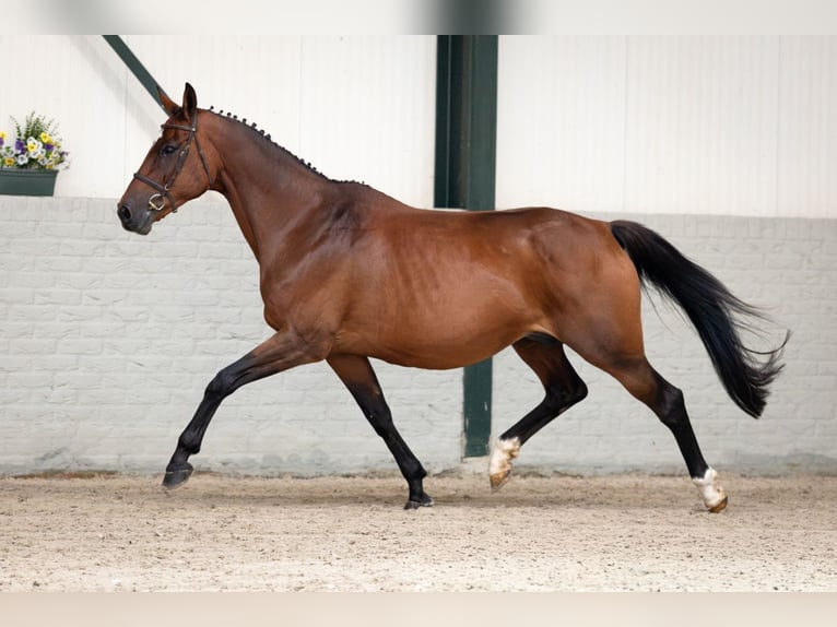 KWPN Mare 13 years Brown in Heerde