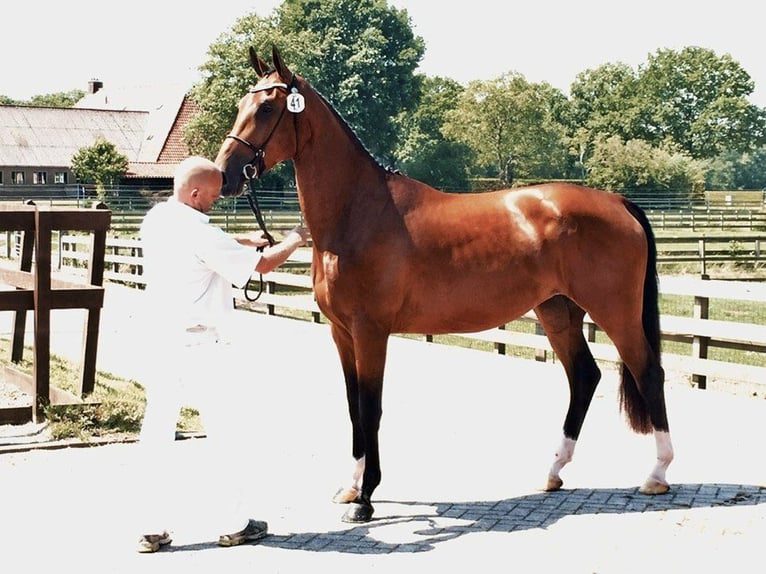KWPN Mare 13 years in Kalmthout