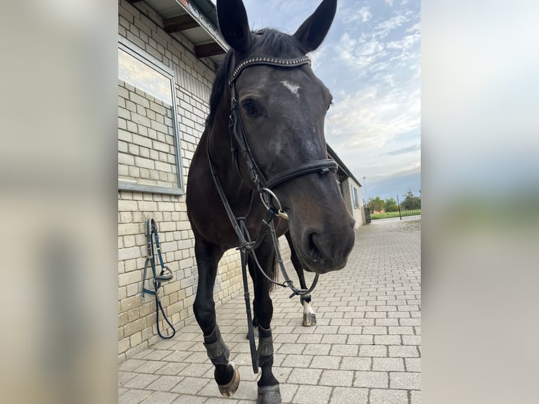 KWPN Mare 14 years 15,2 hh Brown in Rodersdorf