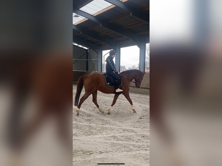 KWPN Mare 14 years 15,2 hh Chestnut-Red in Waldfeucht