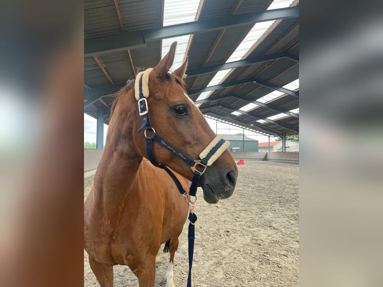 KWPN Mare 14 years 15,2 hh Chestnut-Red in Waldfeucht