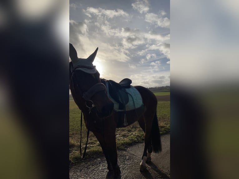 KWPN Mare 14 years 15,3 hh Bay-Dark in Lichtenfels