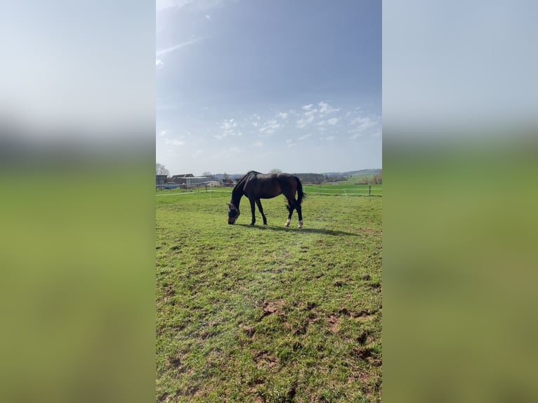 KWPN Mare 14 years 15,3 hh Bay-Dark in Lichtenfels