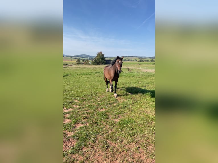 KWPN Mare 14 years 15,3 hh Bay-Dark in Lichtenfels