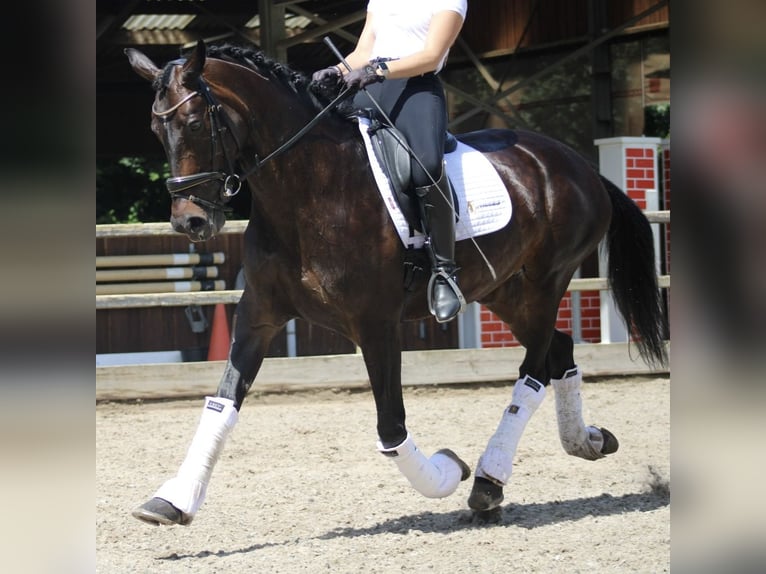 KWPN Mare 14 years 16,1 hh Bay-Dark in Heemskerk