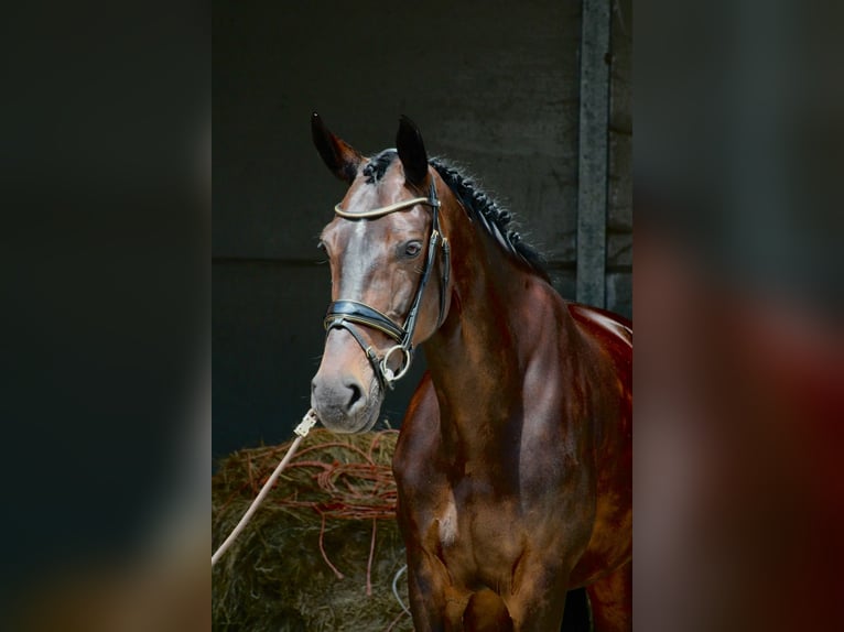 KWPN Mare 14 years 16,1 hh Bay-Dark in Heemskerk