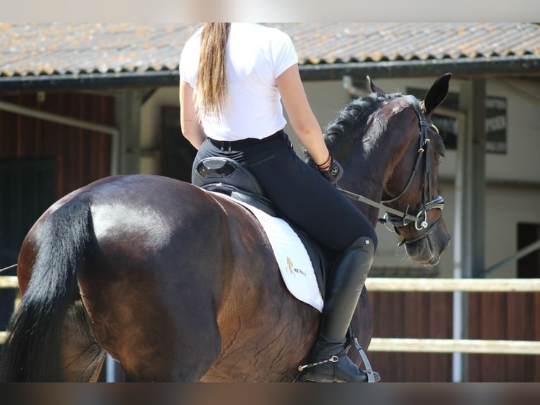 KWPN Mare 14 years 16,1 hh Bay-Dark in Heemskerk