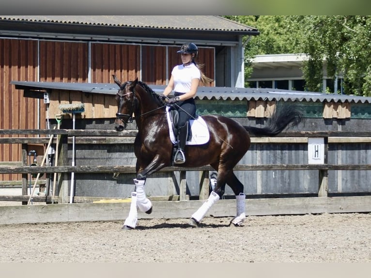 KWPN Mare 14 years 16,1 hh Bay-Dark in Heemskerk