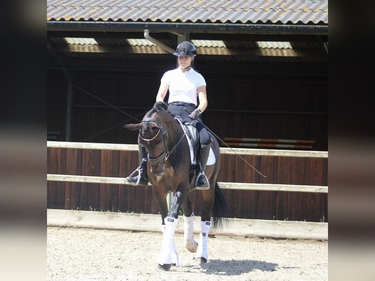 KWPN Mare 14 years 16,1 hh Bay-Dark in Heemskerk