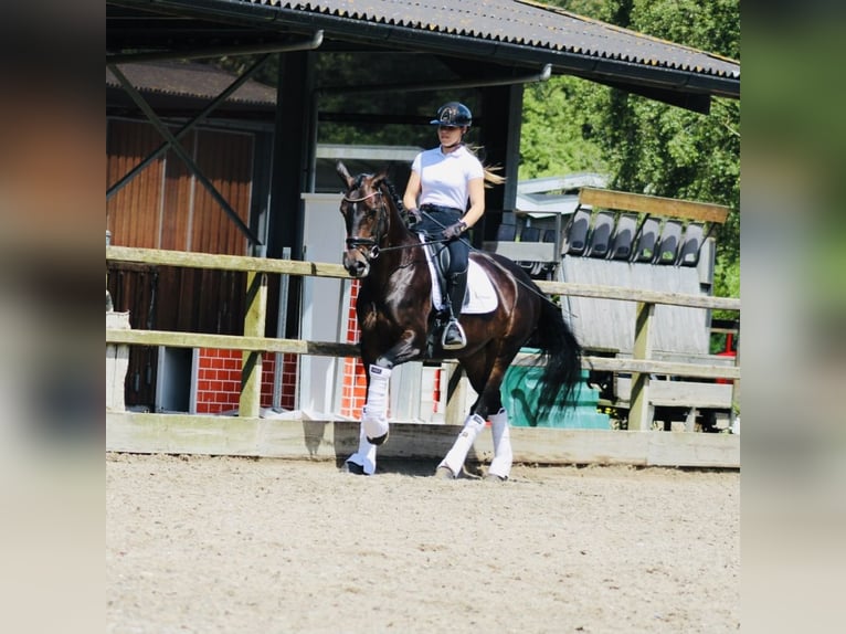 KWPN Mare 14 years 16,1 hh Bay-Dark in Heemskerk