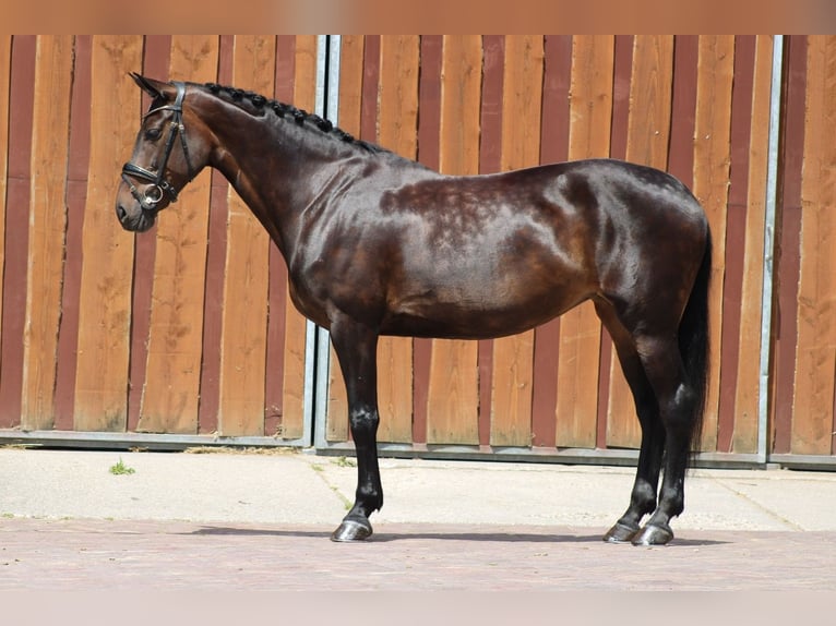 KWPN Mare 14 years 16,1 hh Bay-Dark in Heemskerk