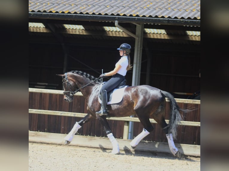 KWPN Mare 14 years 16,1 hh Bay-Dark in Heemskerk