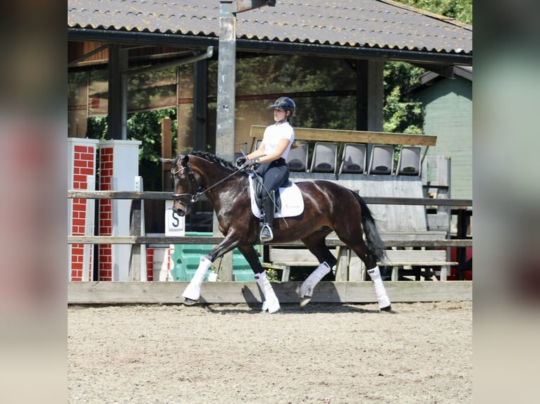 KWPN Mare 14 years 16,1 hh Bay-Dark in Heemskerk