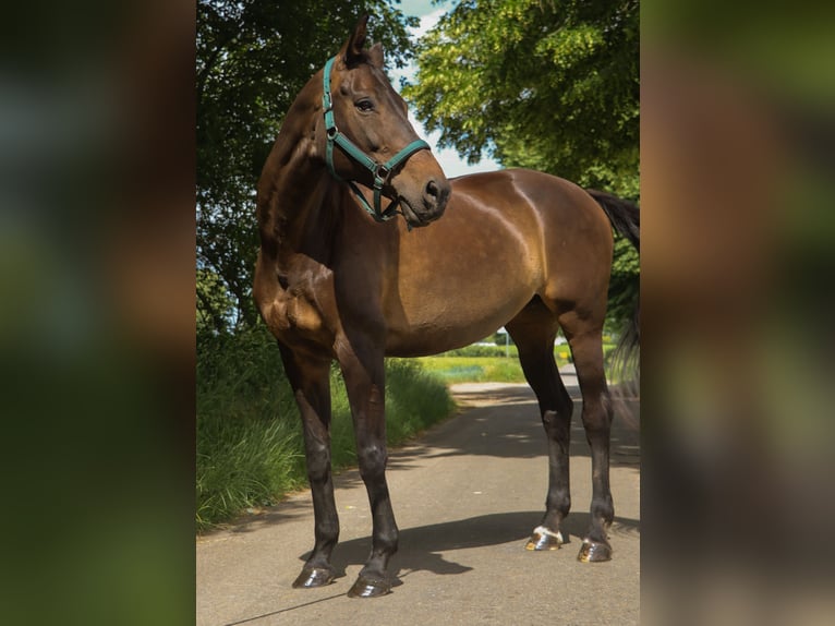 KWPN Mare 14 years 16.1 hh Bay-Dark in Landgraaf
