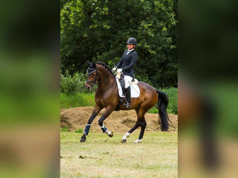 KWPN Mare 14 years 16.1 hh Bay-Dark in Zeeland