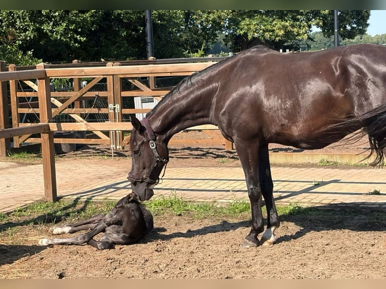 KWPN Mare 14 years 16.1 hh Black in Klazienaveen
