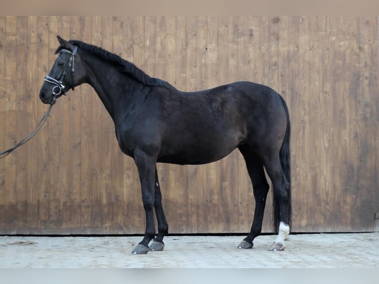 KWPN Mare 14 years 16.1 hh Black in Dortmund