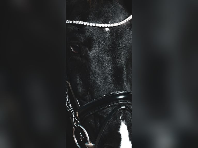 KWPN Mare 14 years 16,1 hh Black in Nettersheim