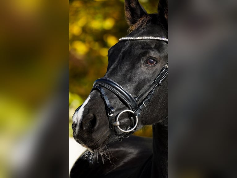 KWPN Mare 14 years 16,1 hh Black in Nettersheim