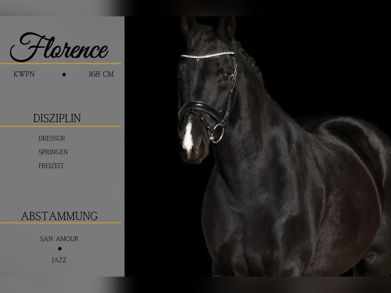 KWPN Mare 14 years 16,1 hh Black in Nettersheim