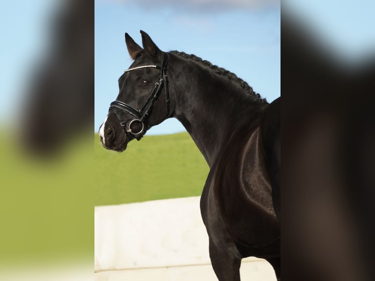 KWPN Mare 14 years 16,1 hh Black in Nettersheim