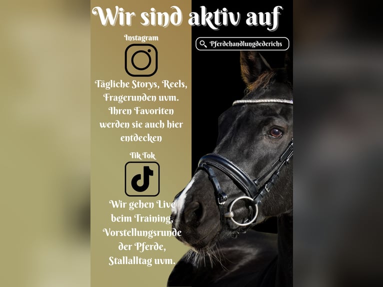 KWPN Mare 14 years 16,1 hh Black in Nettersheim