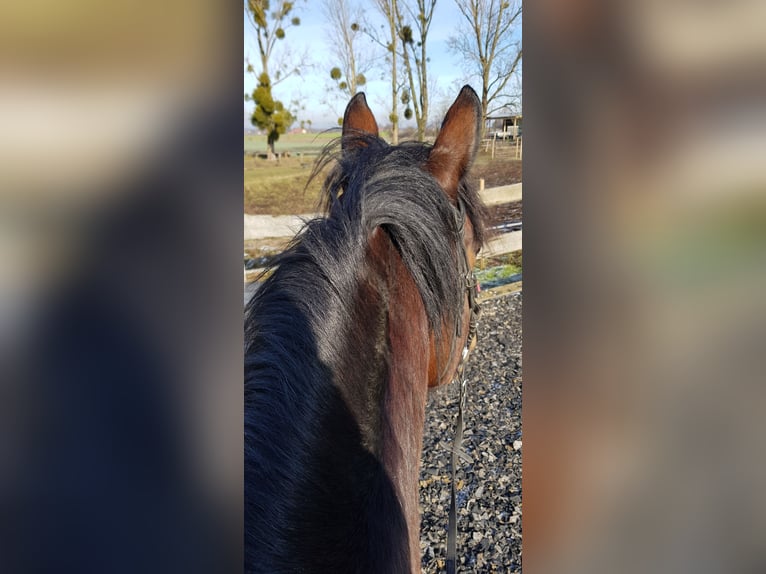 KWPN Mare 14 years 16,1 hh Brown in Heuerßen Kobbensen