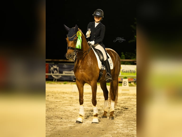 KWPN Mare 14 years 16.1 hh Chestnut-Red in Alsdorf