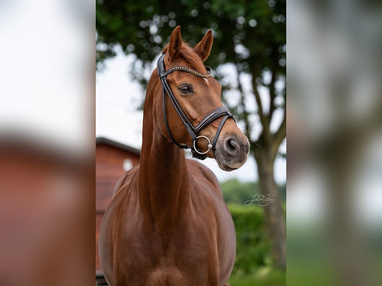 KWPN Mare 14 years 16.1 hh Chestnut-Red in Alsdorf