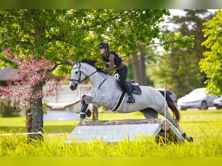 KWPN Mix Mare 14 years 16.1 hh Grey-Dapple in Lääne-Virumaa