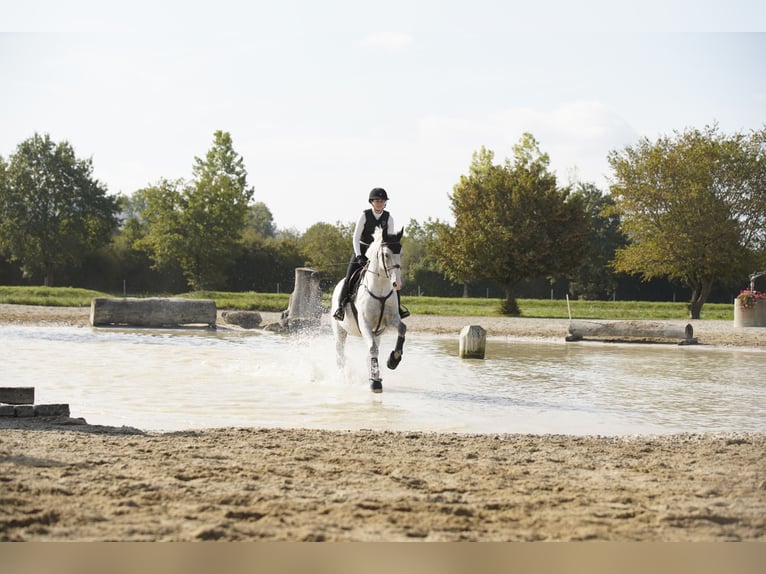 KWPN Mare 14 years 16.1 hh Grey in Aesch BL