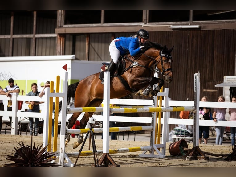 KWPN Mare 14 years 16.2 hh Bay-Dark in Marl
