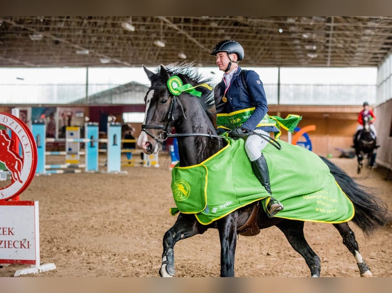 KWPN Mare 14 years 16,2 hh Bay-Dark in Woźniki