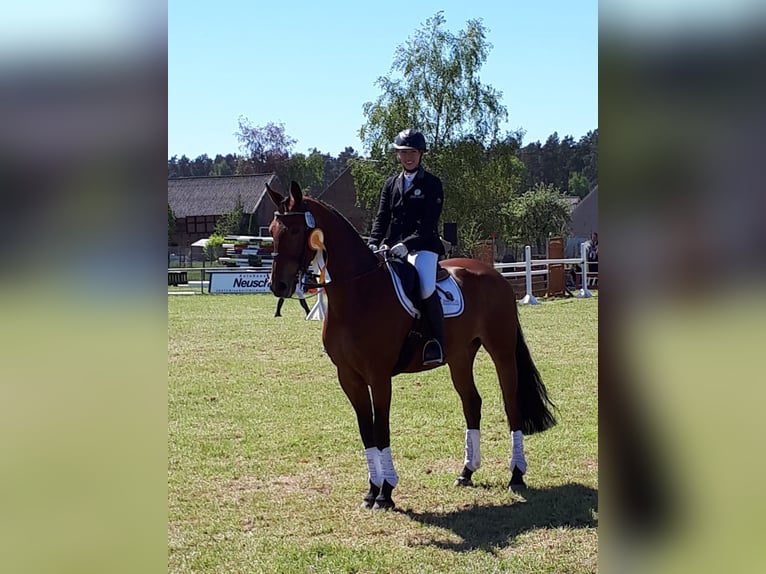 KWPN Mare 14 years 16,2 hh Brown in Zobbenitz