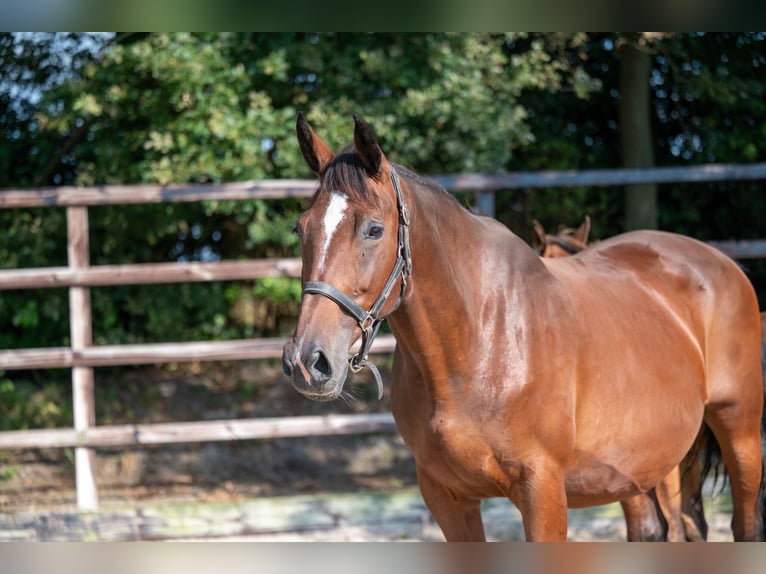 KWPN Mare 14 years 16,2 hh Brown in GROTE-BROGEL