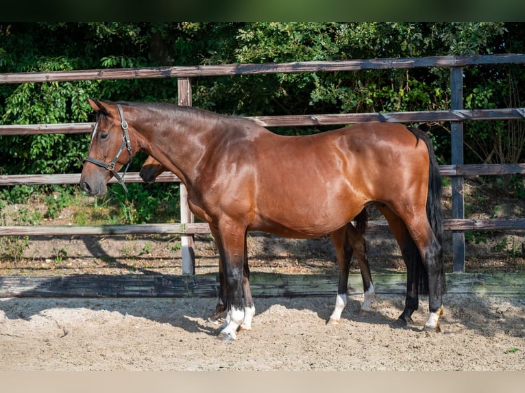 KWPN Mare 14 years 16,2 hh Brown in GROTE-BROGEL