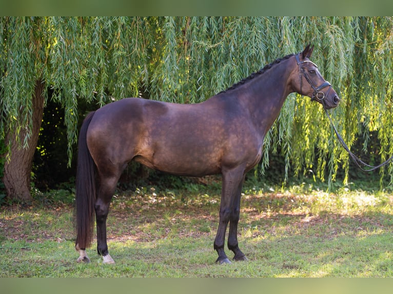 KWPN Mare 14 years 16 hh Black in Debrecen