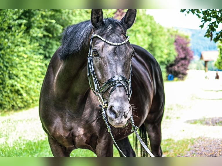 KWPN Mare 14 years 16 hh Black in Ense