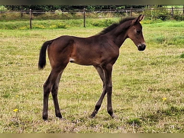 KWPN Mare 14 years 16 hh Brown in Baarle-Nassau