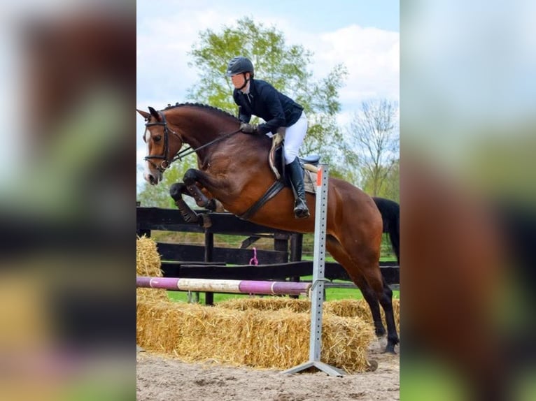 KWPN Mare 14 years 16 hh Brown in Baarle-Nassau