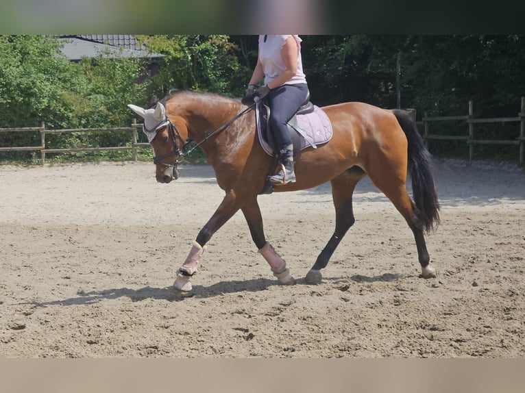 KWPN Mare 14 years 16 hh Brown in Wachtendonk