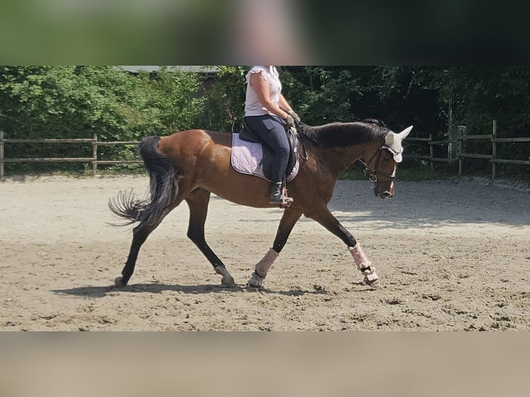 KWPN Mare 14 years 16 hh Brown in Wachtendonk