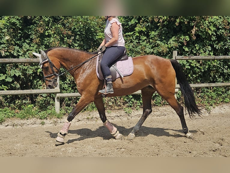 KWPN Mare 14 years 16 hh Brown in Wachtendonk