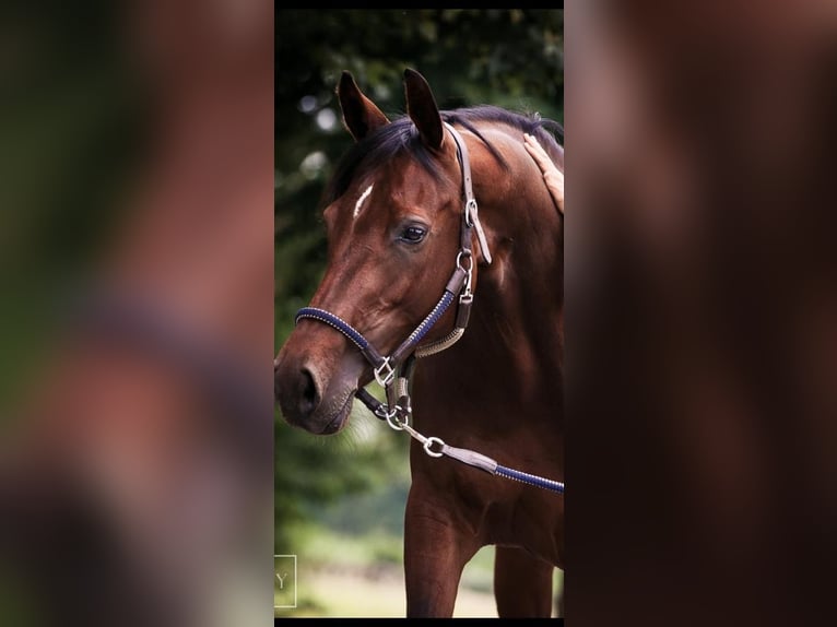 KWPN Mare 14 years 16 hh Brown in Oldenzaal